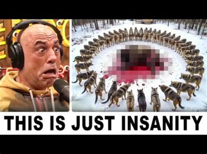 Do wolves have periods?