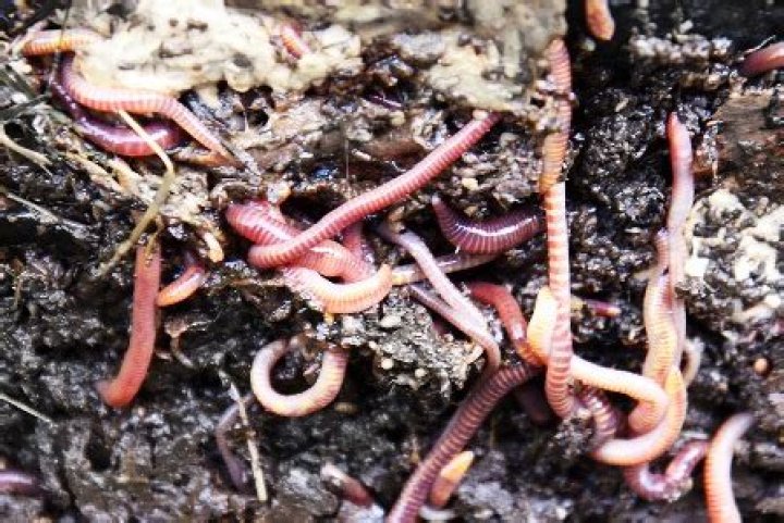Do worms eat dead worms?