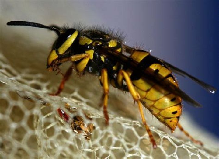 Do yellow jackets sleep?