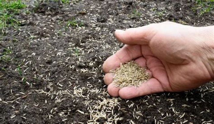 Do you cover grass seed with soil?