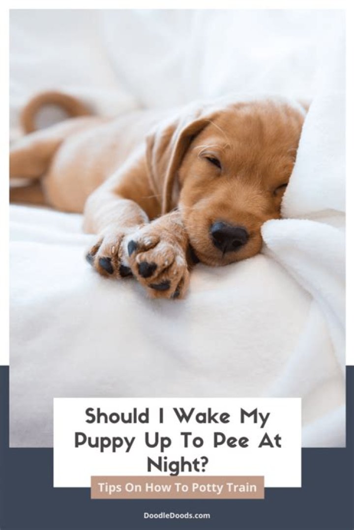 Do you wake a puppy up to pee?