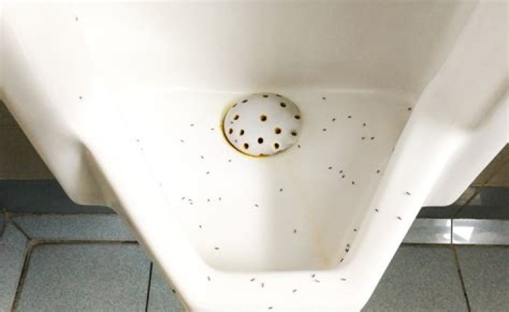 Does ants in urine mean diabetes?