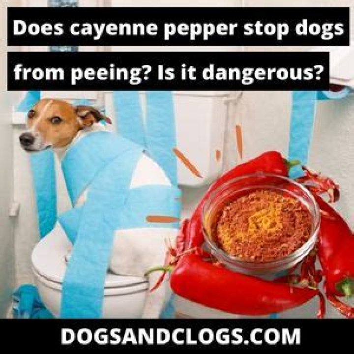 Does cayenne pepper stop dogs from peeing?