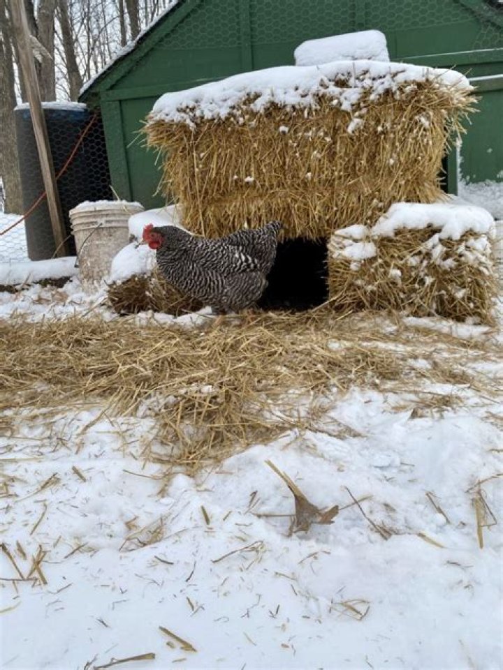 Does corn help keep chickens warm?