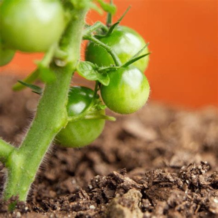 Does Epsom salt help tomato plants?