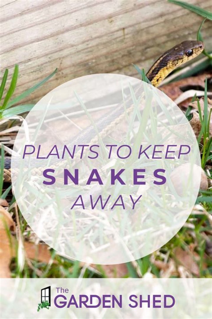 Does having a cat keep snakes away?
