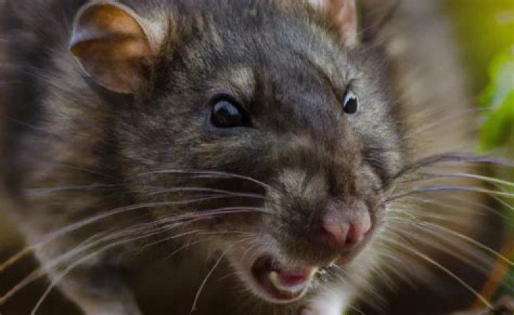 Does human pee deter rats?