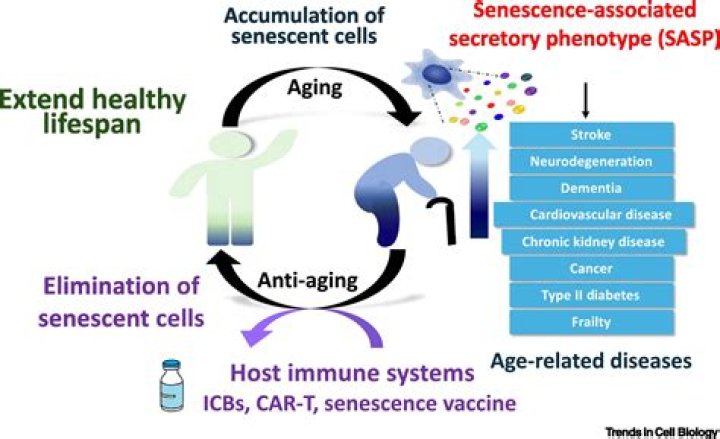 Does jaggery cause aging?