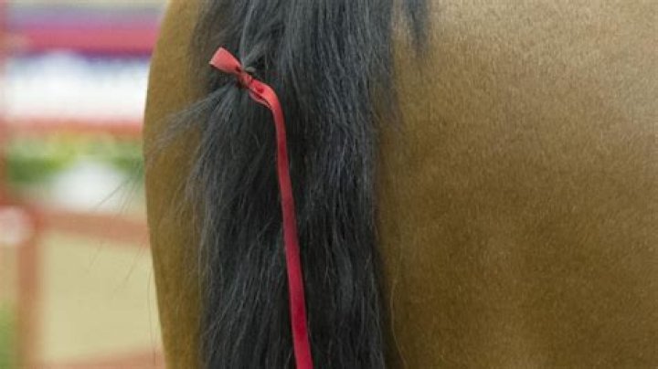 Does ketchup whiten a horses tail?