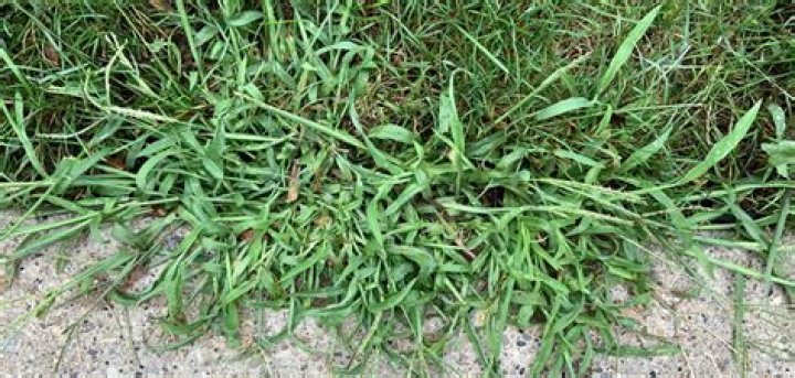 Does long grass prevent weeds?