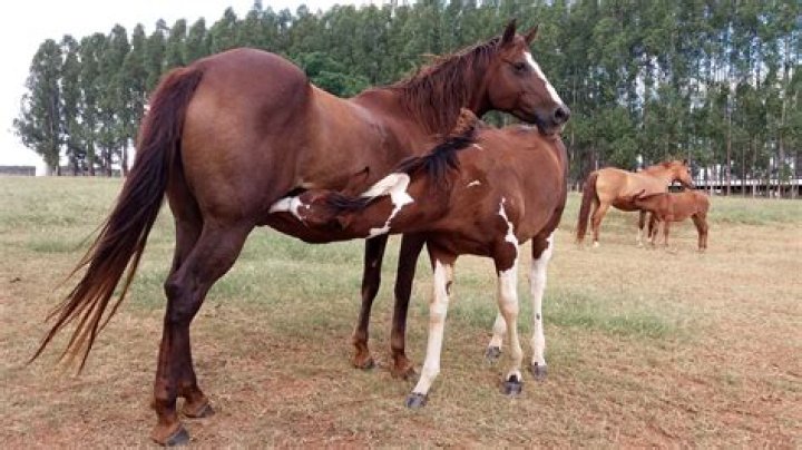 Does mating hurt female horses?