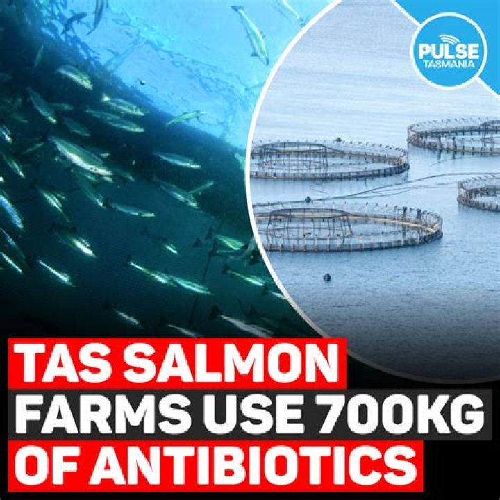 Does Norwegian salmon have antibiotics?