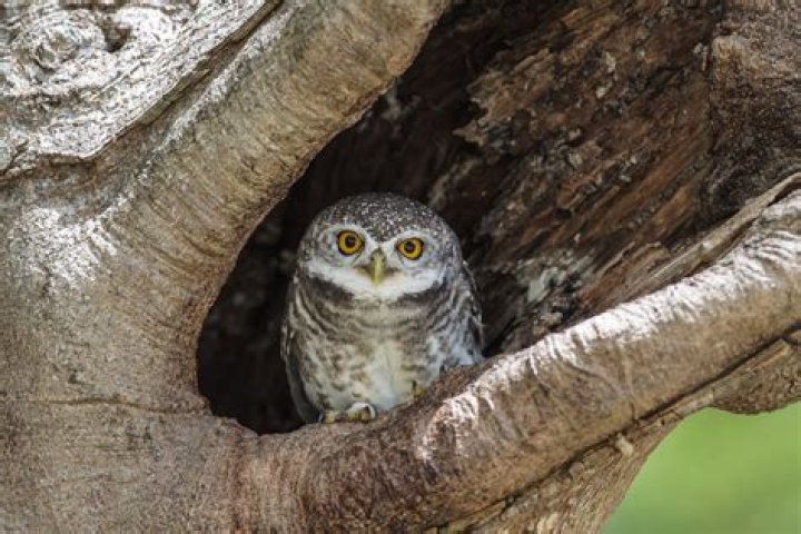Does owlet sock send alerts?