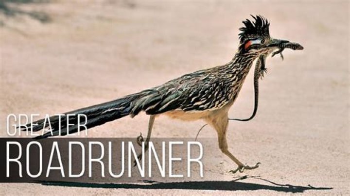 Does Paisano mean Roadrunner?