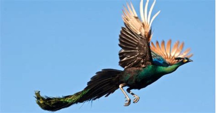 Does peacock fly?
