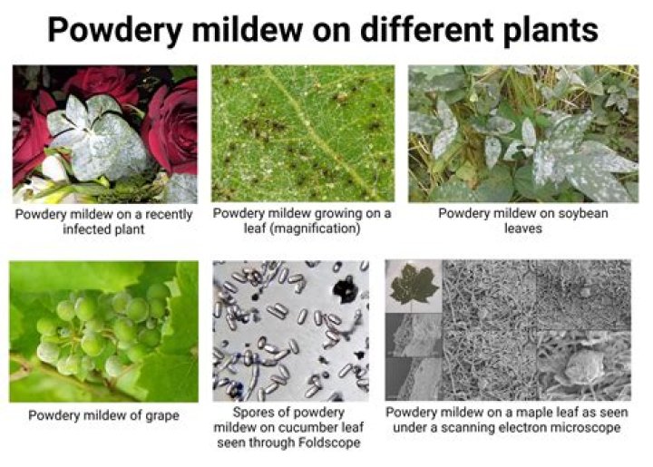 Does powdery mildew stay in soil?