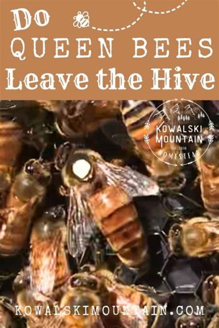 Does the queen bee leave the hive?