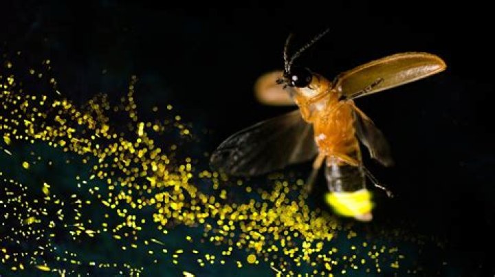 Does warm light attract insects?