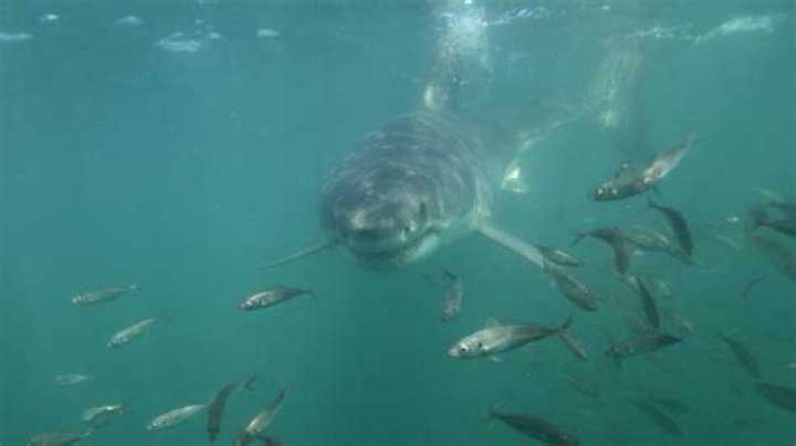 Does wearing red attract sharks?