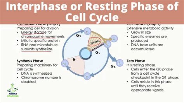 During which phase does DNA replication occur mitosis G2 phase G1 phase S phase?