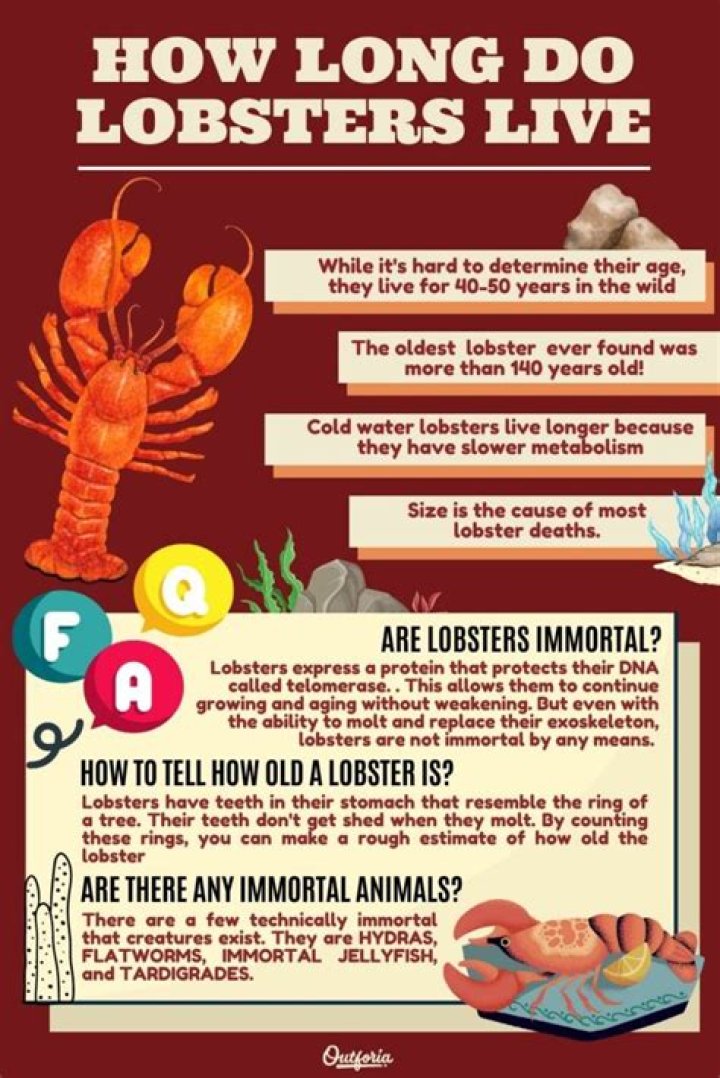 How are lobsters killed humanely?