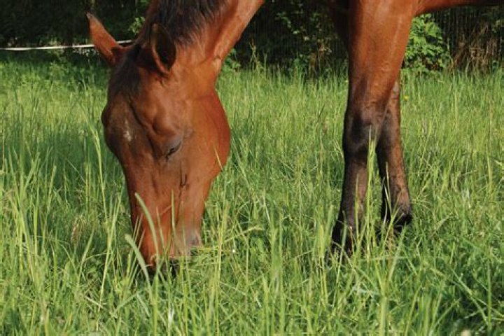 How big should a horse pasture be?