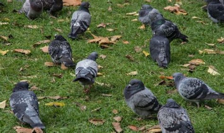 How can I feed my garden birds but not pigeons?