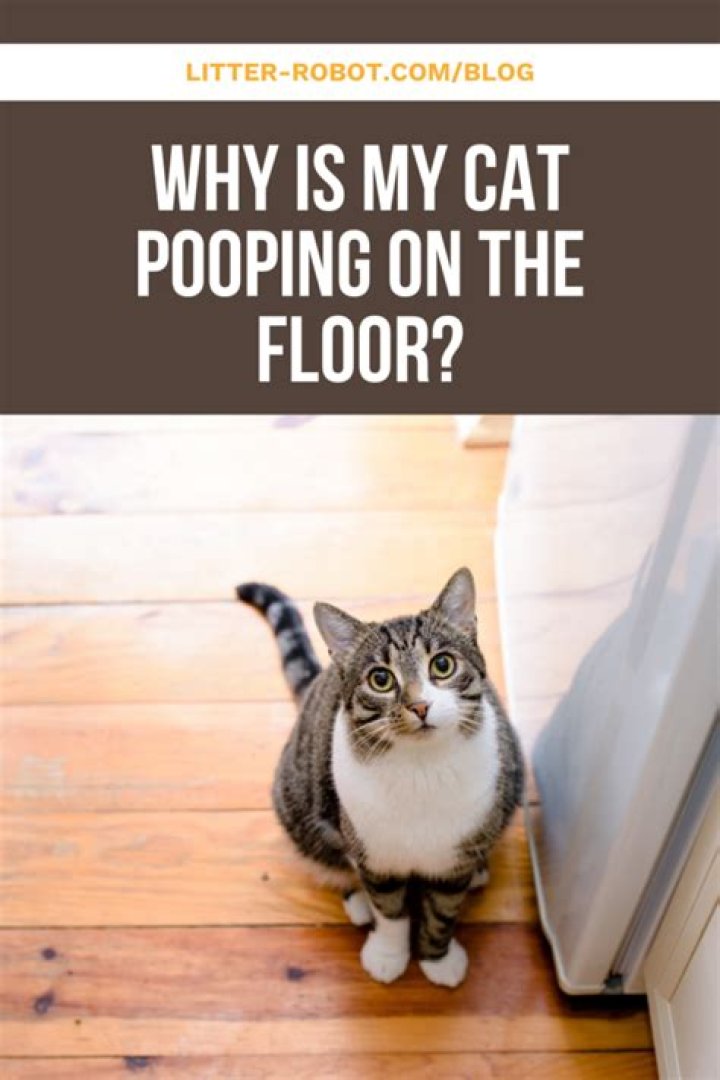 How can I get my dog to stop pooping on the carpet?