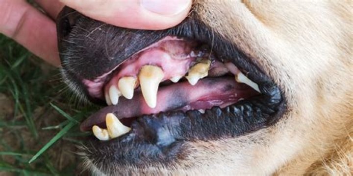 How can I get plaque off my dog's teeth?