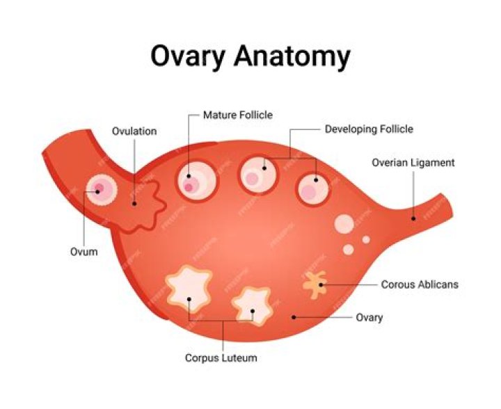 How can I make my ovaries healthy?