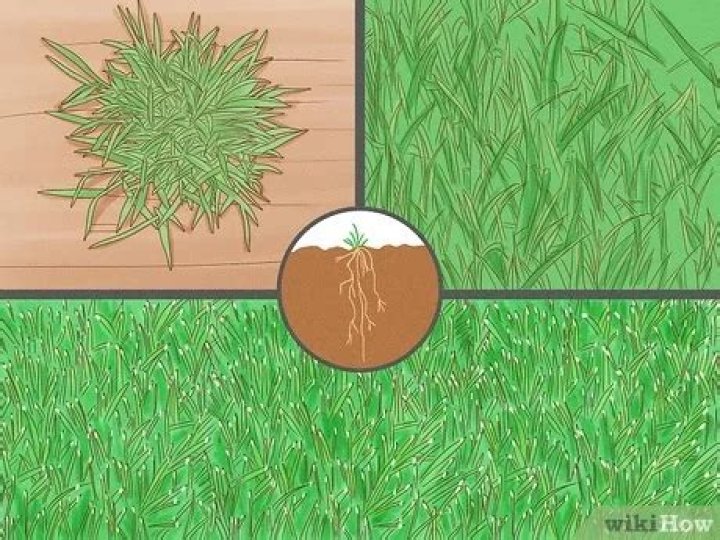 How can I regrow my dogs grass?