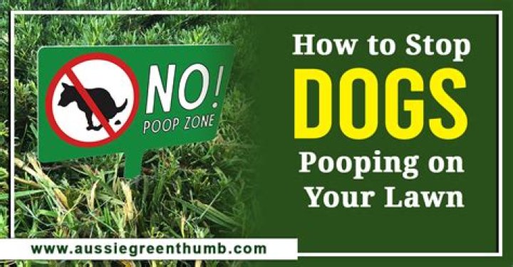 How can I stop pooping green?