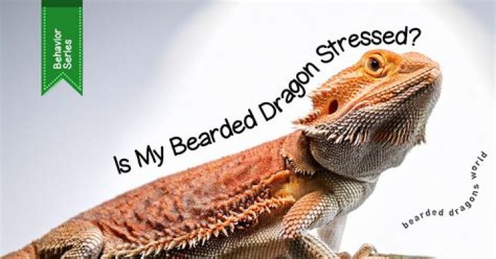 How can I tell if my bearded dragon is stressed?