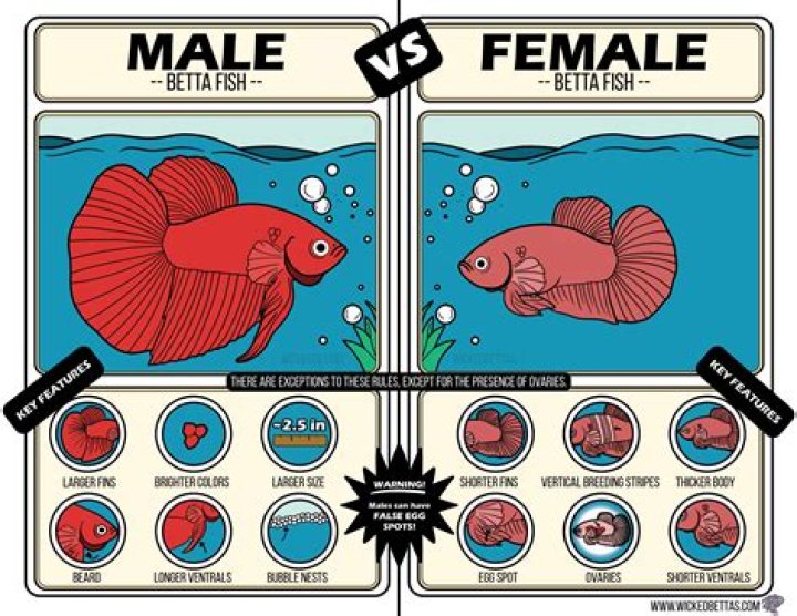 How can you tell a female sigma?