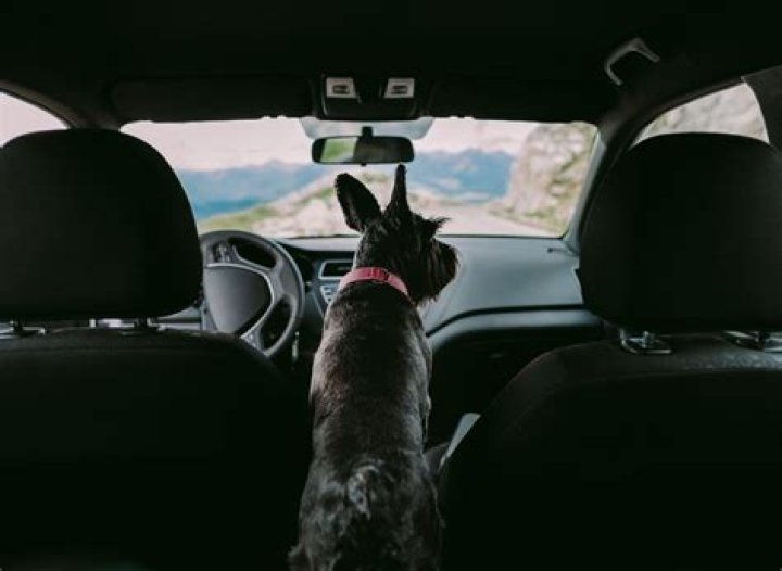 How can you tell if a dog is in distress?