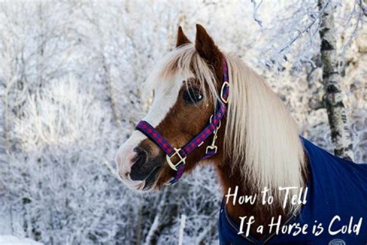 How can you tell if a horse is cold?