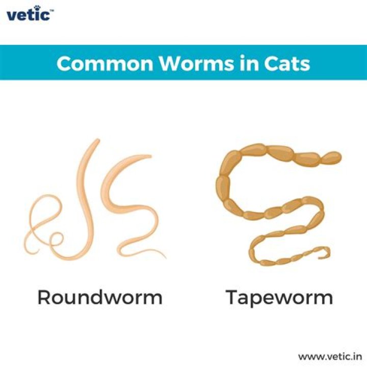 How can you tell if you have roundworms?