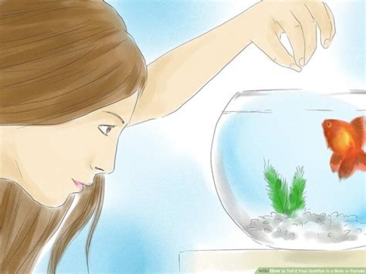 How can you tell if your goldfish is unhappy?