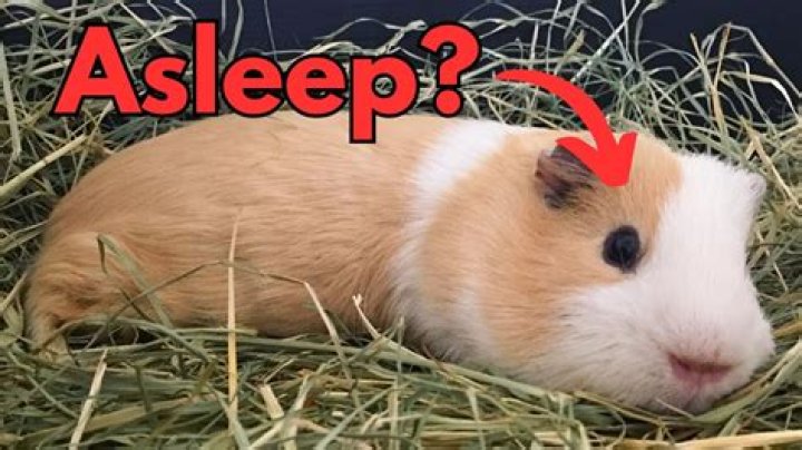 How do guinea pigs like to sleep?