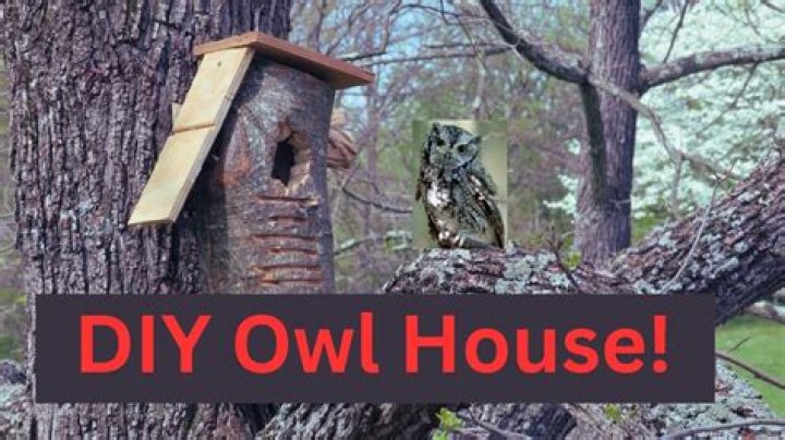 How do I attract owls to my house?