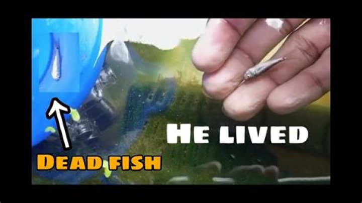 How do I bring my fish back to life?
