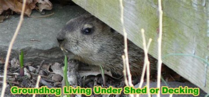 How do I get rid of a groundhog under my house?