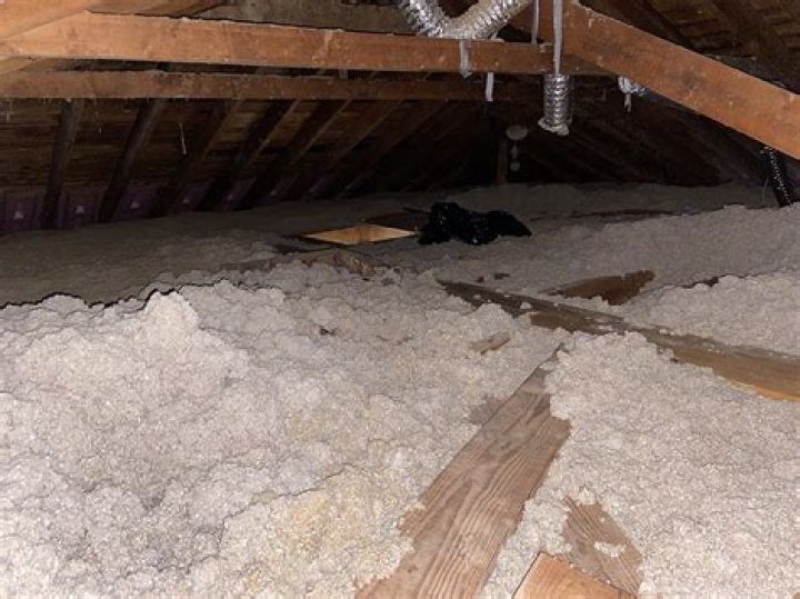 How do I get rid of mice in my attic with blown insulation?