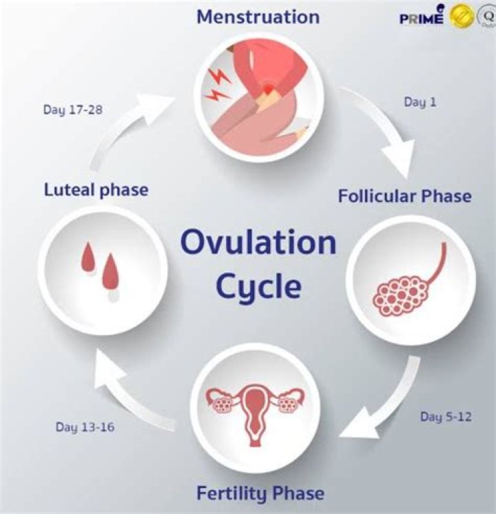 How do I know if I ovulated on Clomid?