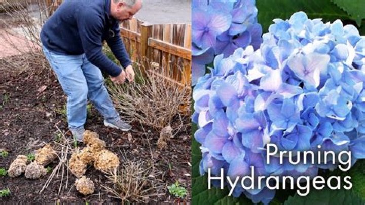 How do I know if my hydrangea is dying?