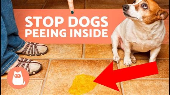 How do I make my dog stop peeing inside?