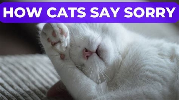 How do I say sorry to cat?