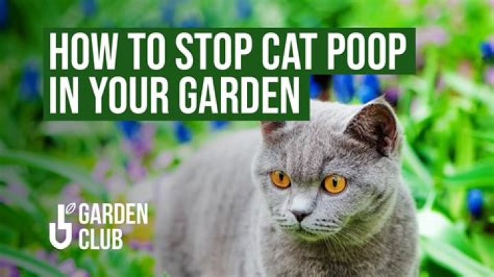How do I stop cats pooping in my garden lemon?