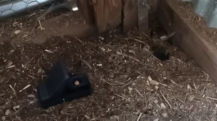 How do I stop rats digging under my chicken coop?