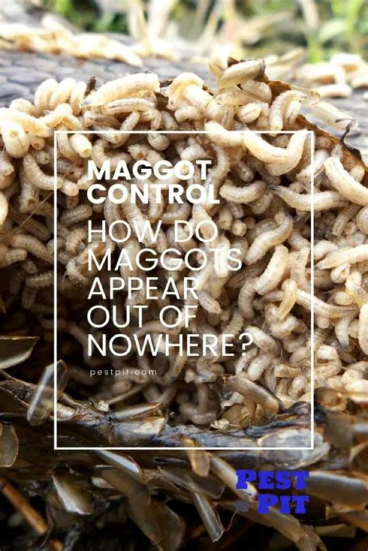 How do maggots appear out of nowhere?